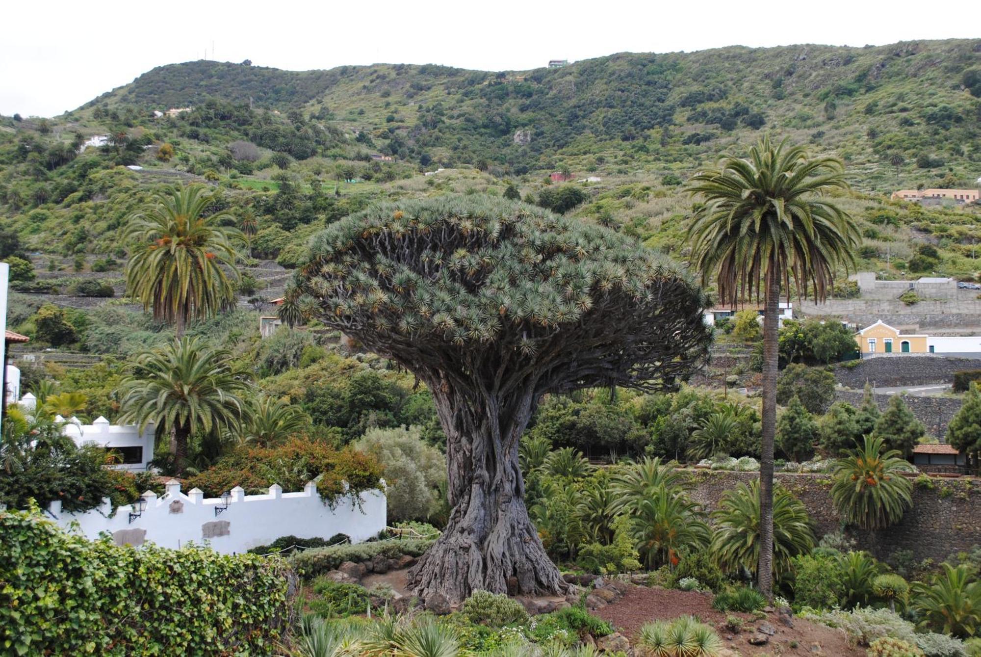 Finca Los Loros Icod De Los Vinos By Hrtenerife Net Santa Cruz de Tenerife Exteriér fotografie